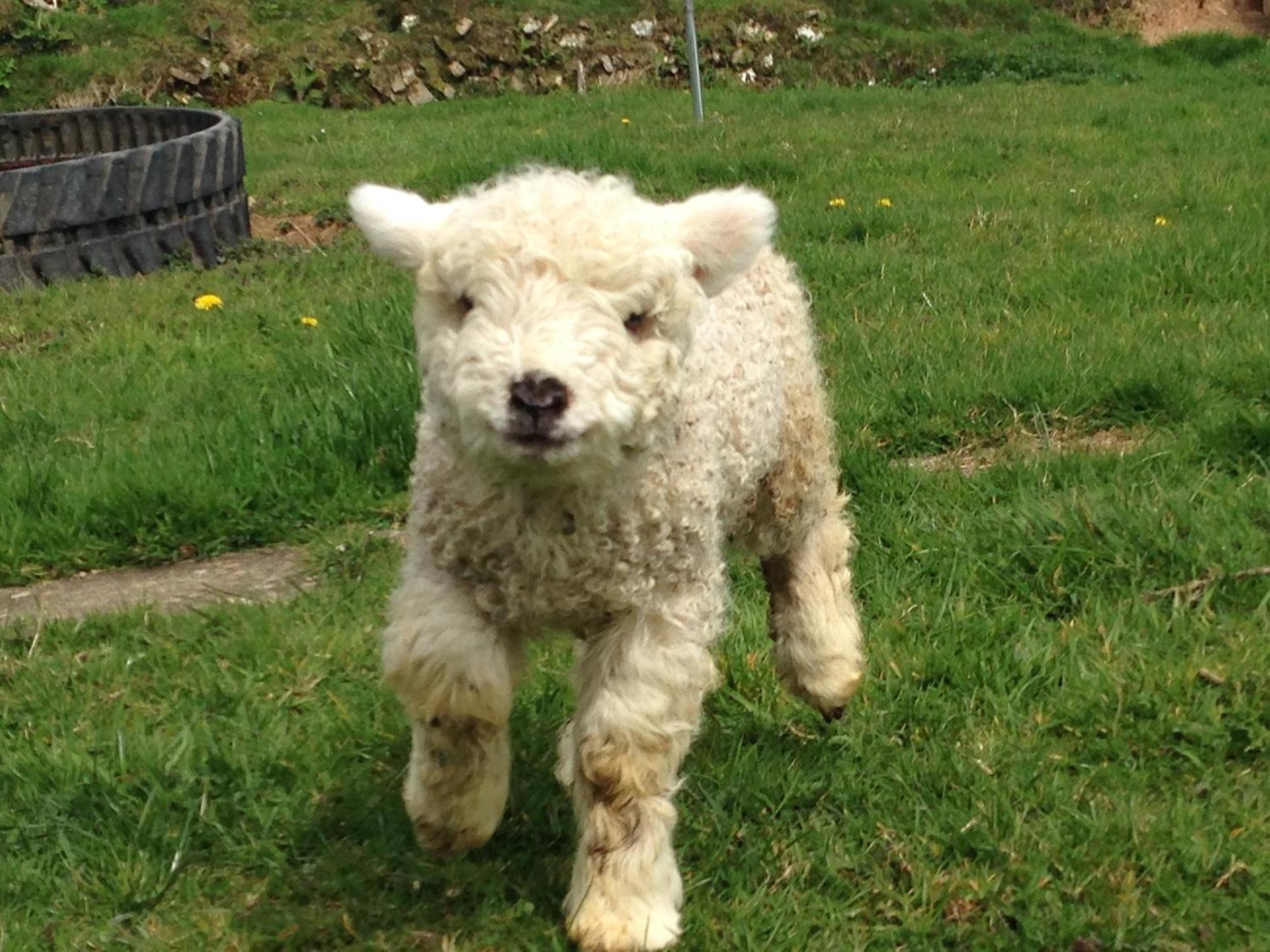 Holiday home Rivendell Farm By Wigwam Holidays Carmarthen